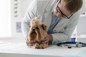 Información sobre seguros veterinarios para mascotas